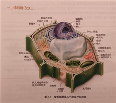 王老师