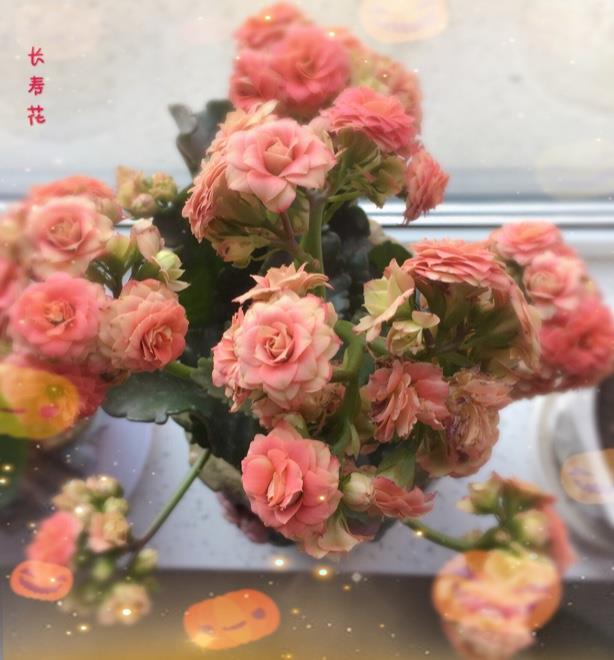 沈阳家教网-柳老师