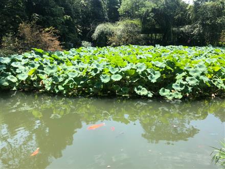 王老师