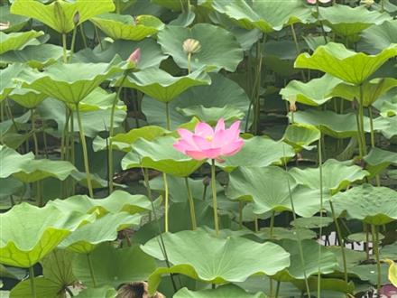 高老师