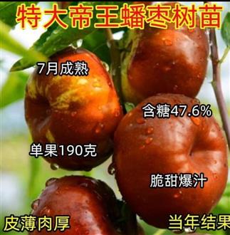 安老师