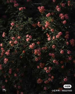 范老师